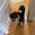 Arbitrum Dog