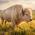 Wild white buffalo